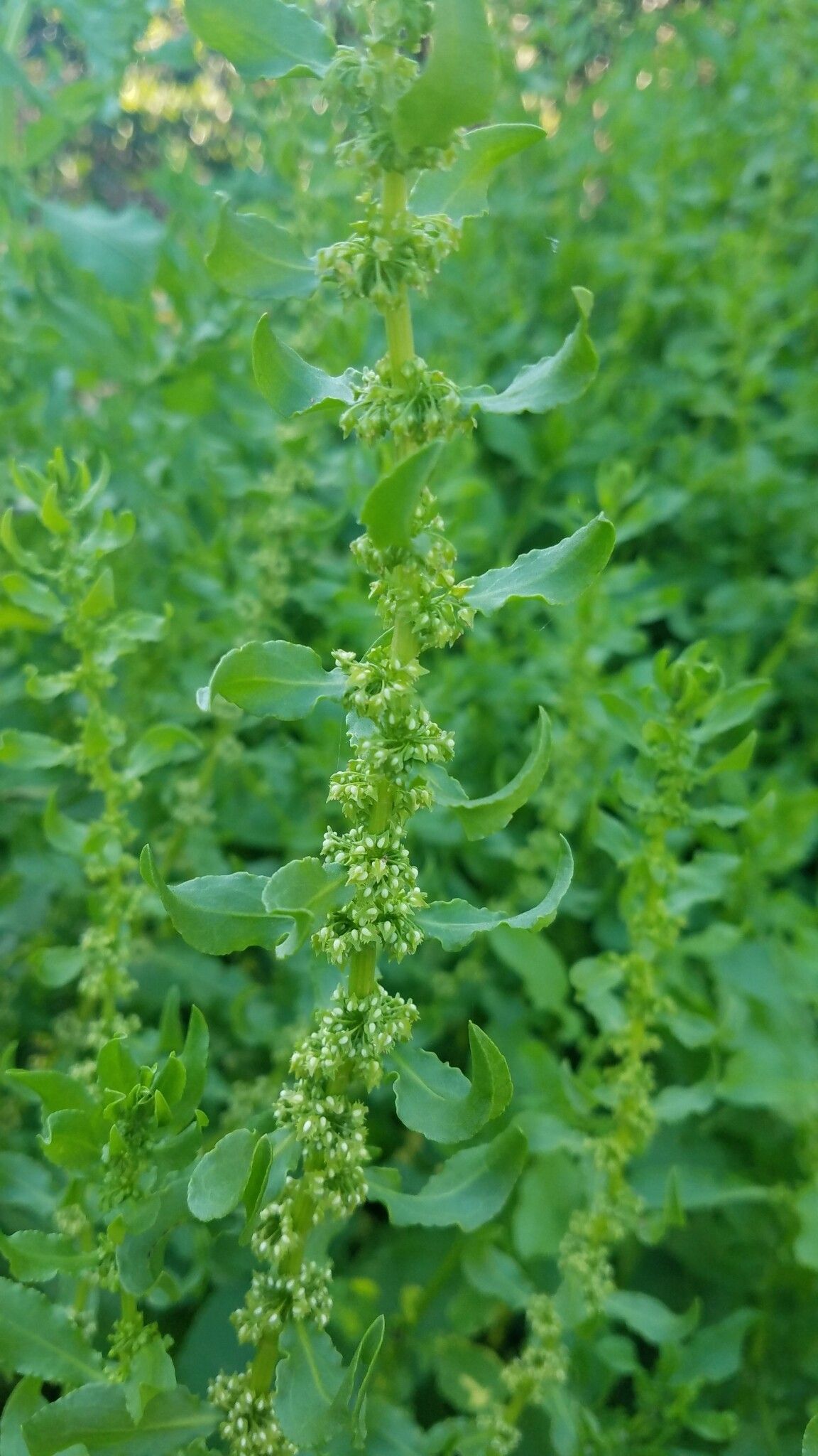 Rumex obovatus — houseplant care guide