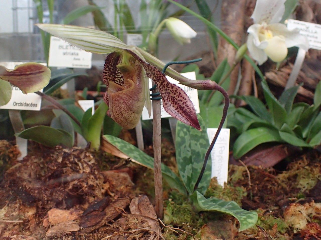 Paphiopedilum wardii habit