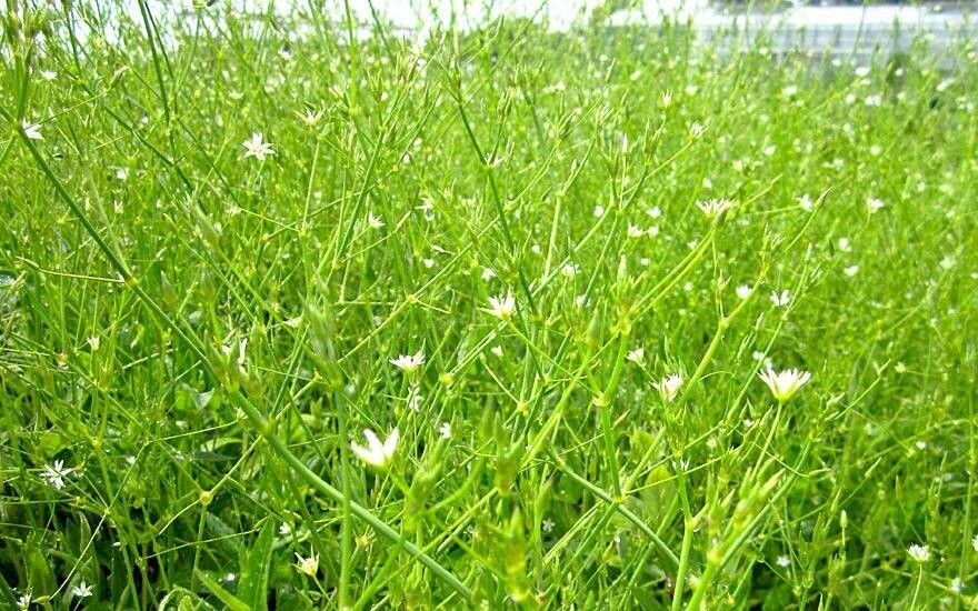 Stellaria yunnanensis — search result for 'Stellaria'