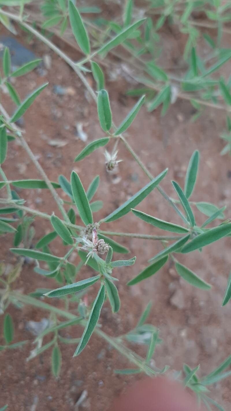 Indigofera senegalensis fruit