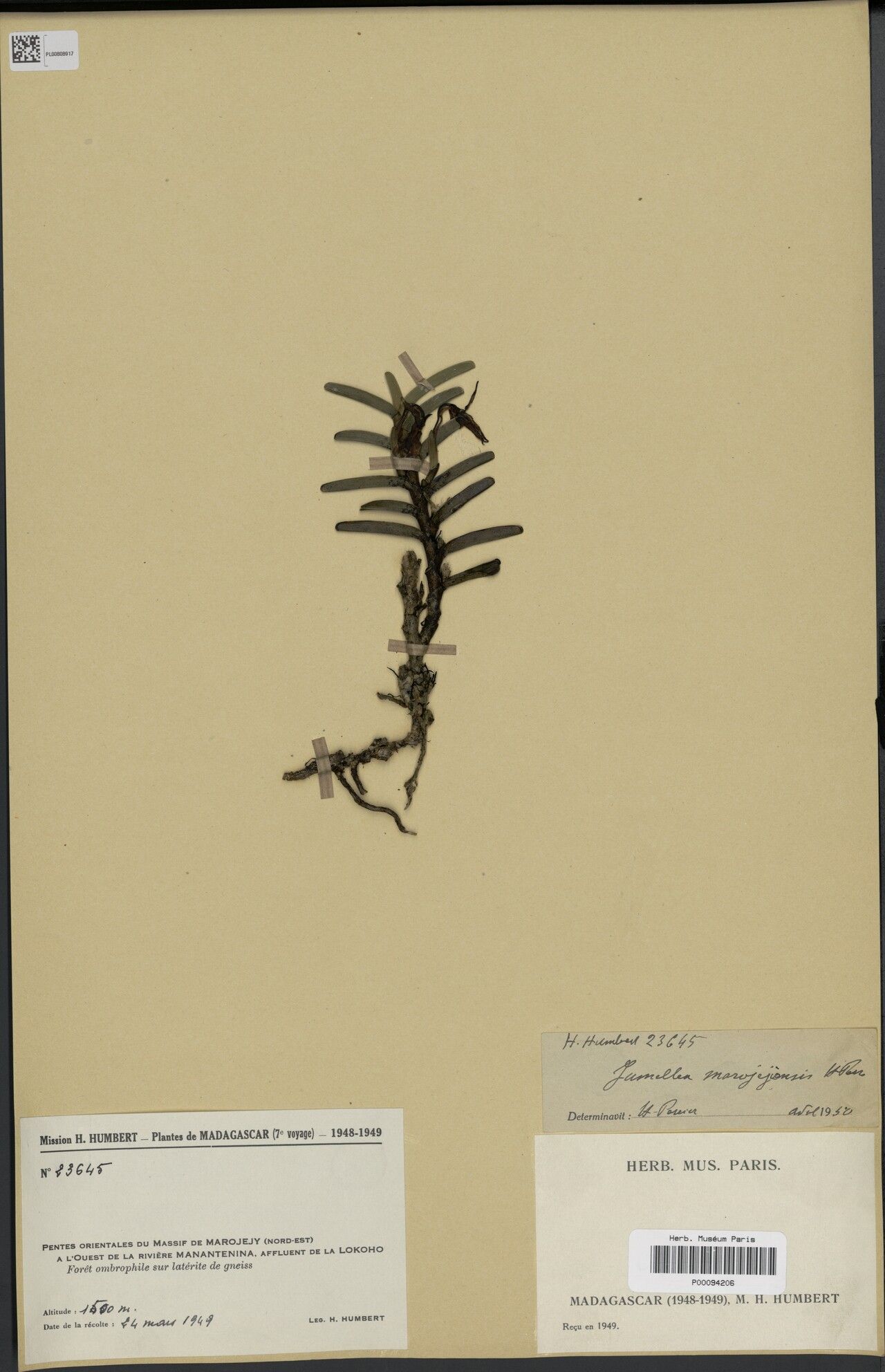 Jumellea marojejiensis — houseplant care guide