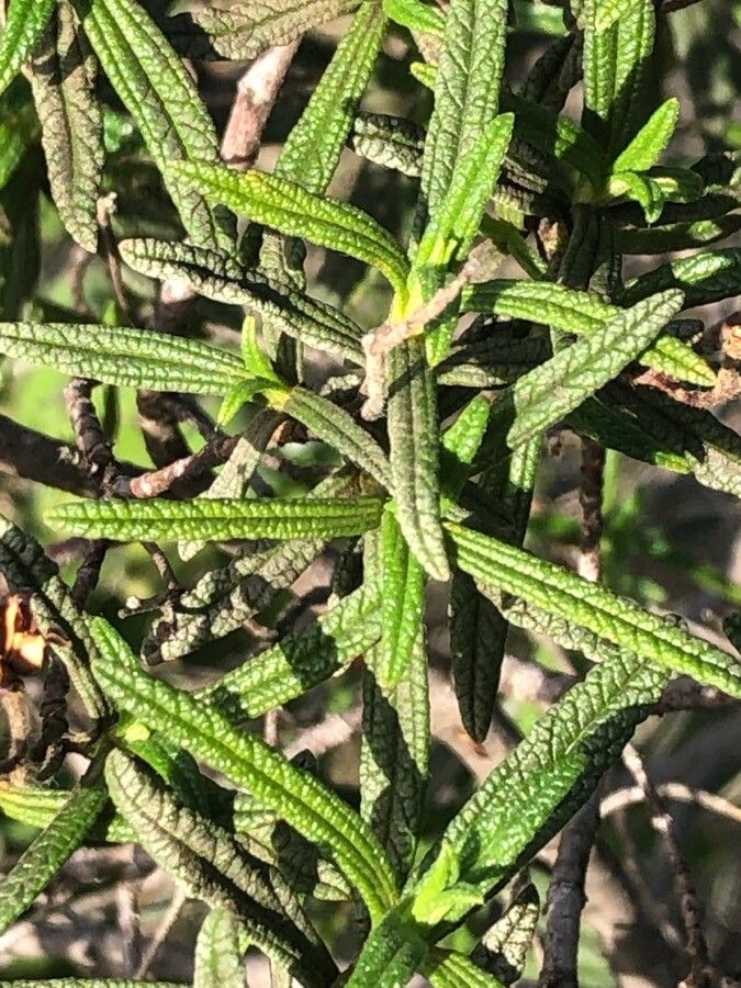 Cistus monspeliensis