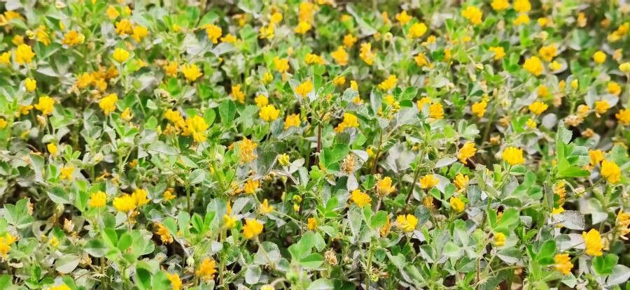 Medicago soleirolii habit