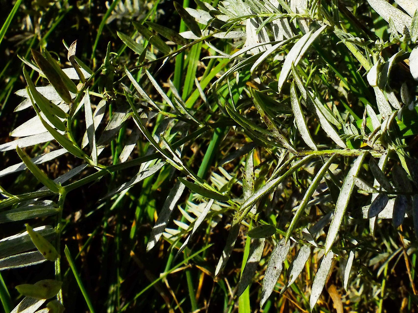 Astragalus trimestris leaf