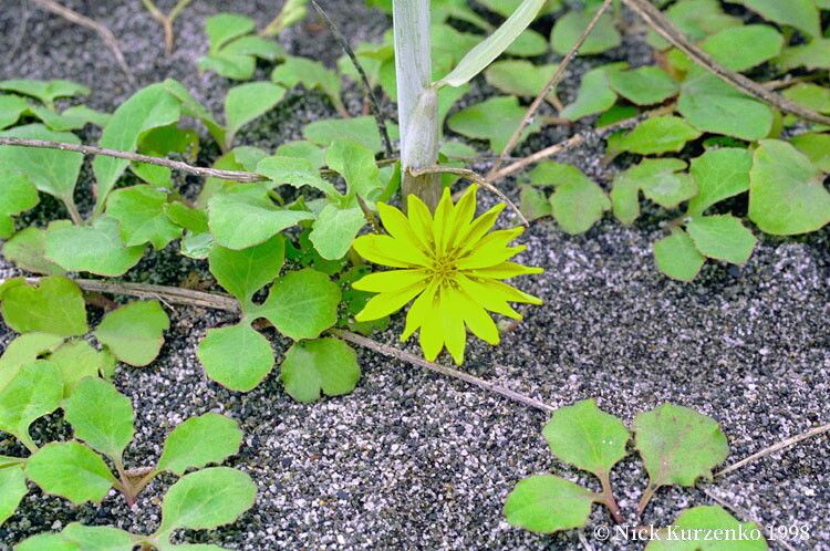 Ixeris repens — related species from the same genus