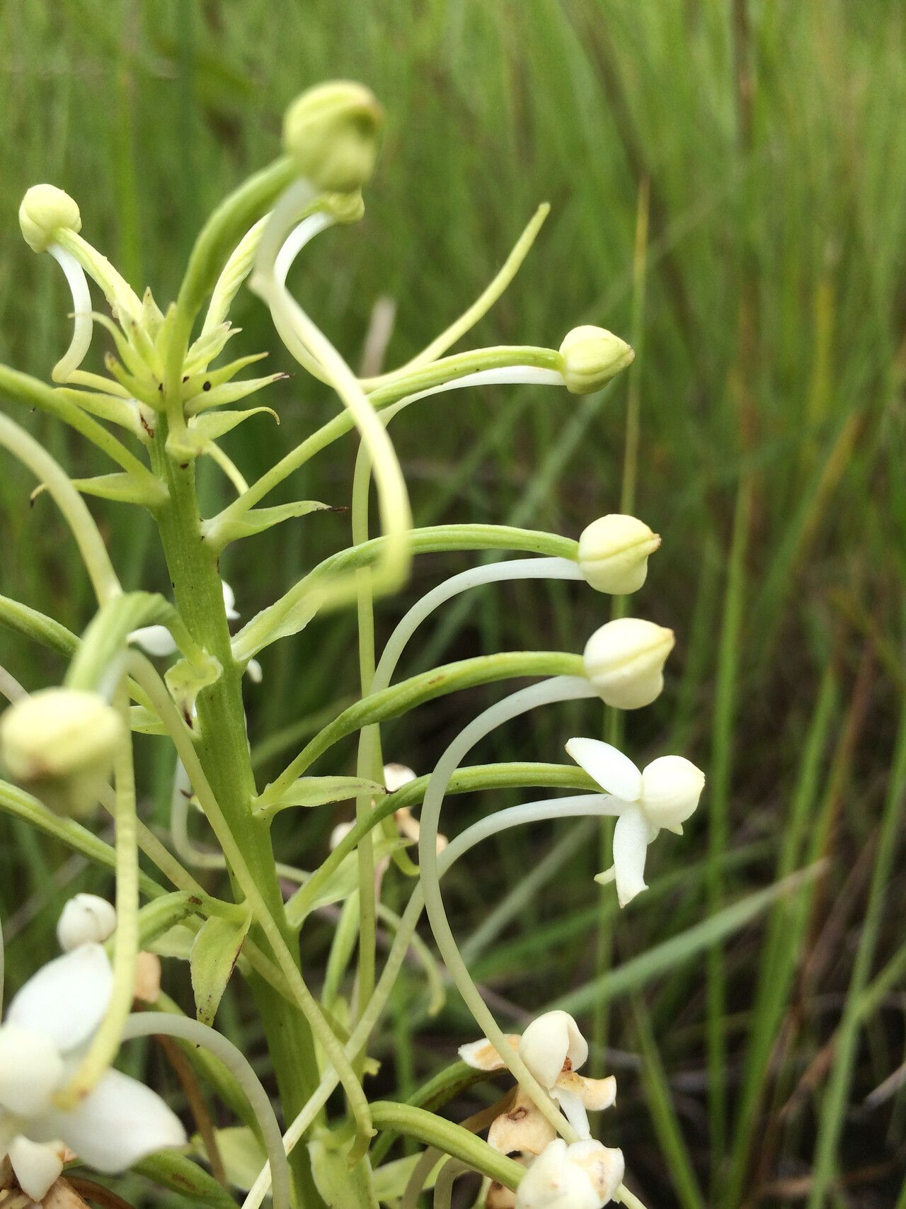 Habenaria zambesina — houseplant care guide