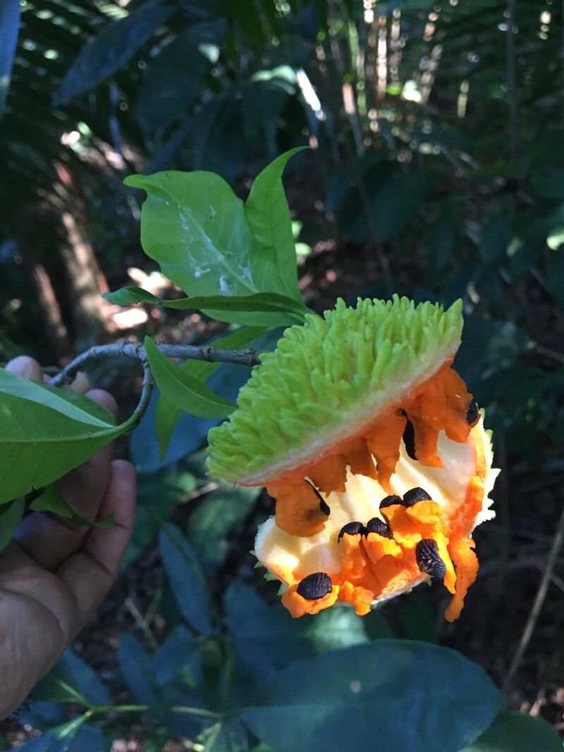 Tabernaemontana salzmannii fruit