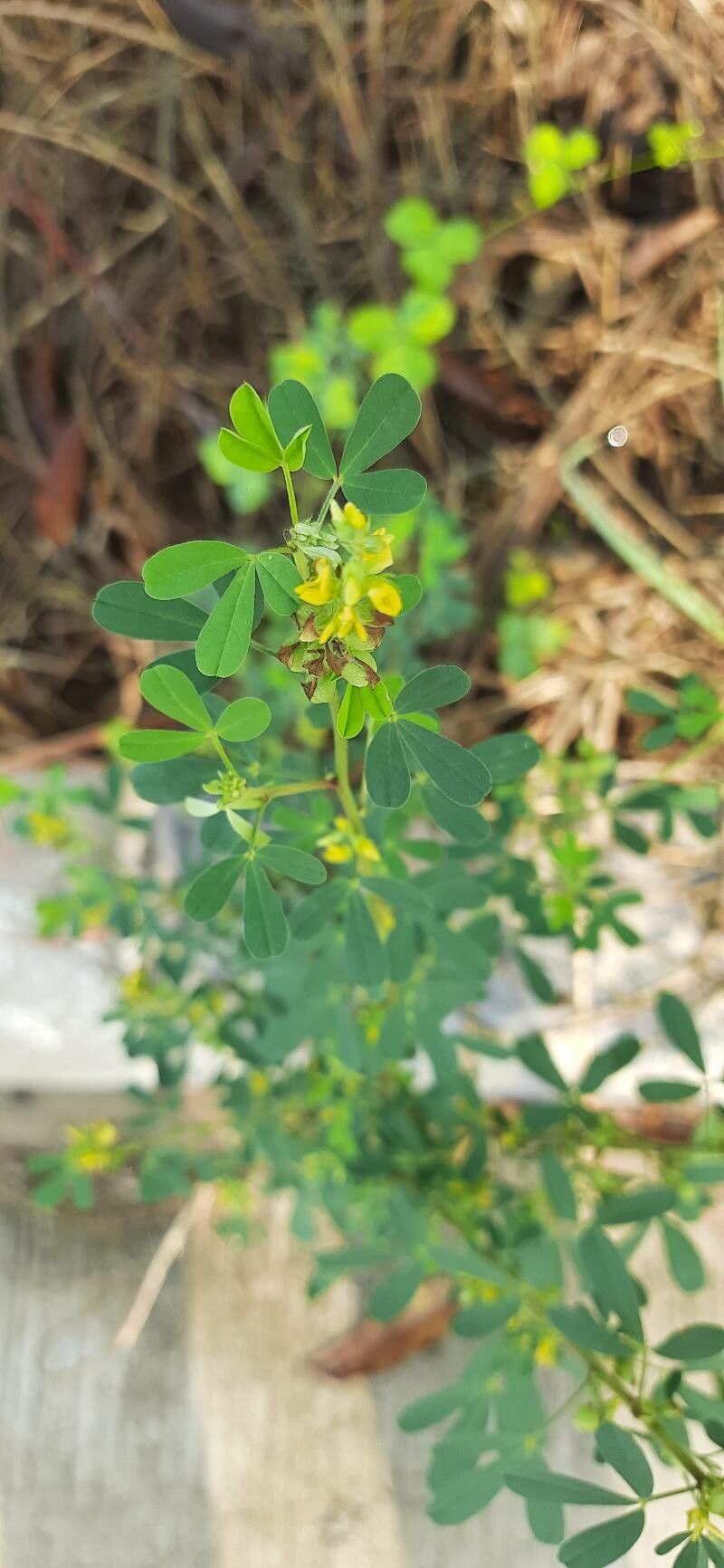 Crotalaria medicaginea — search result for 'Crotalaria'