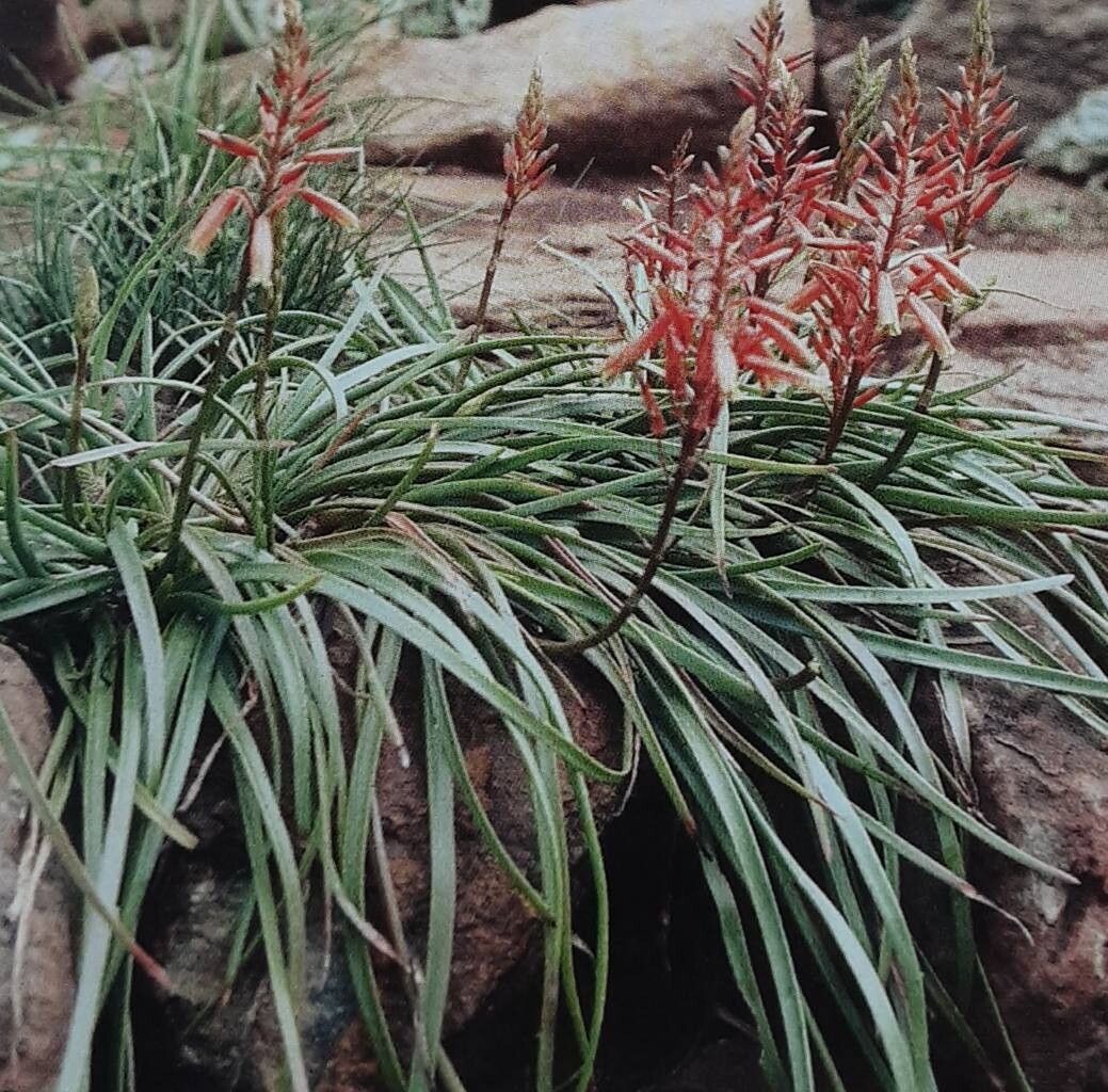 Aloe musapana — houseplant care guide