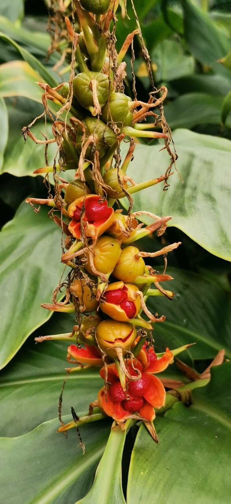 Roscoea praecox fruit
