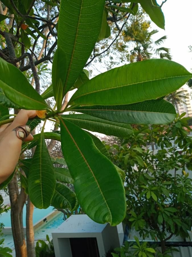 Cerbera odollam — salt tolerant houseplant