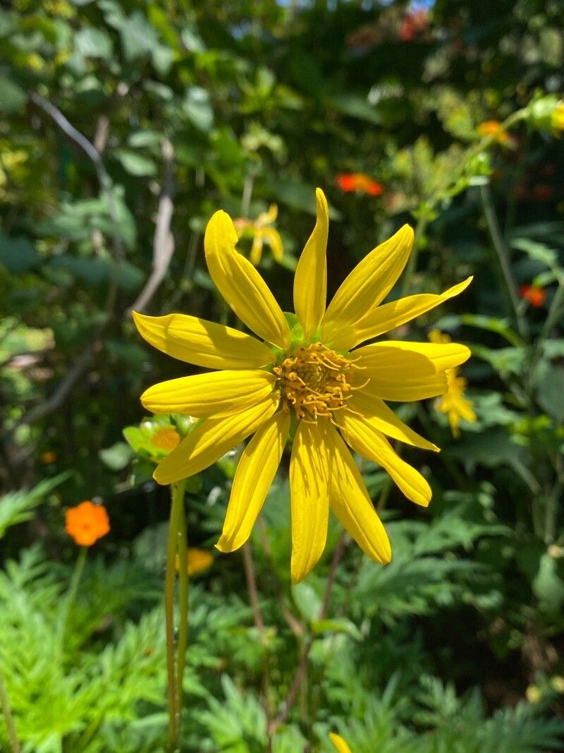 Silphium asteriscus flower