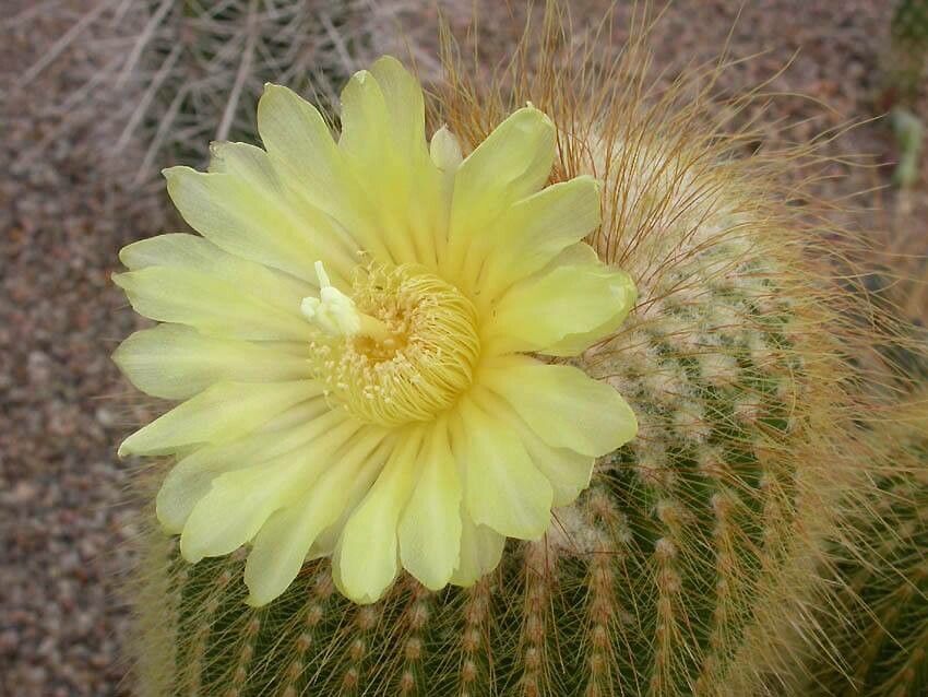 Parodia lenninghausii flower