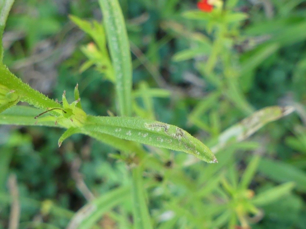 Striga asiatica leaf
