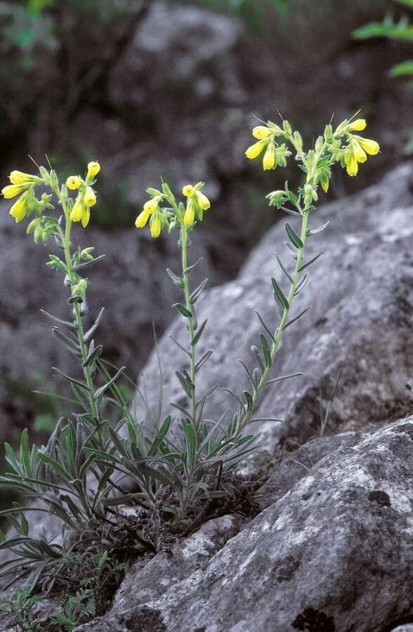 Onosma tornensis — houseplant care guide