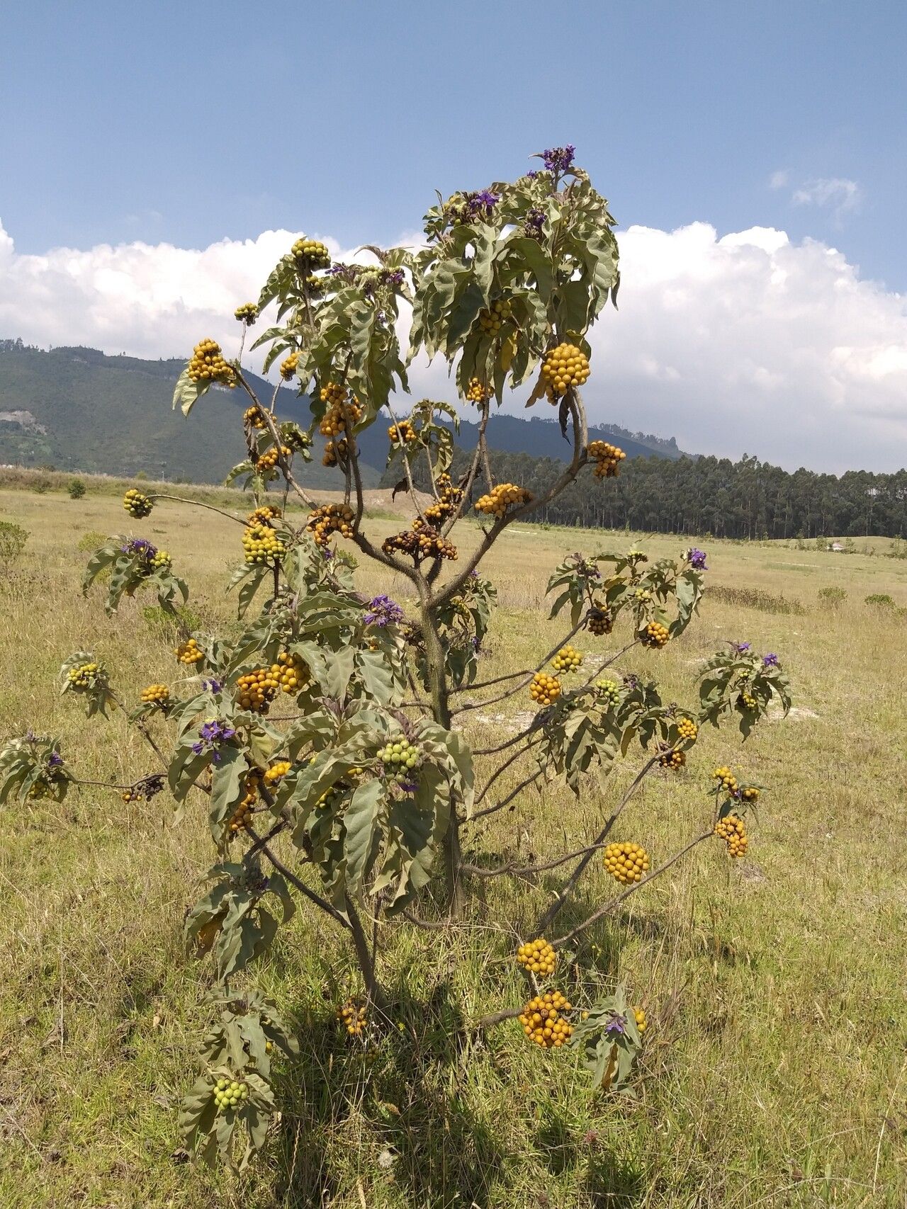 Solanum crinitipes habit