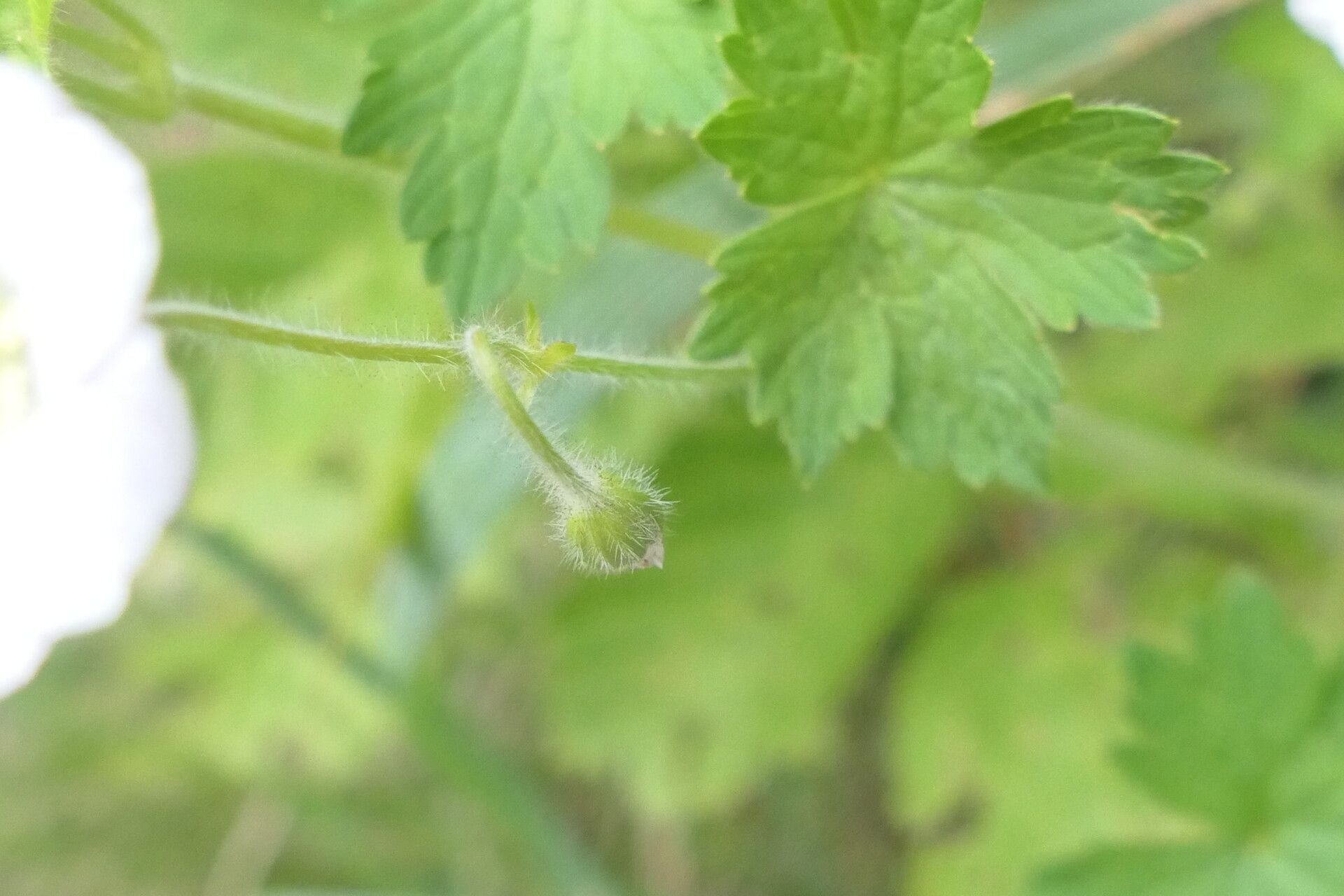 Geranium wakkerstroomianum bark