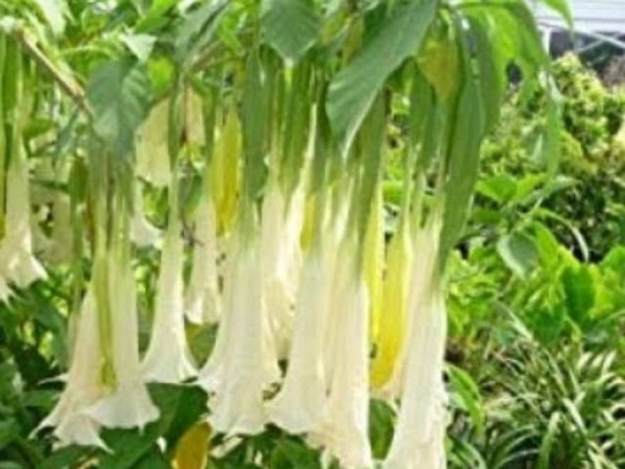 Brugmansia × candida flower
