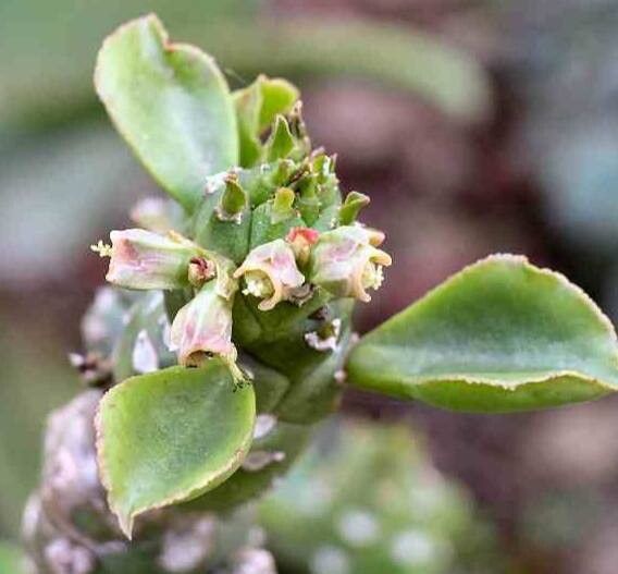 Euphorbia lugardiae flower