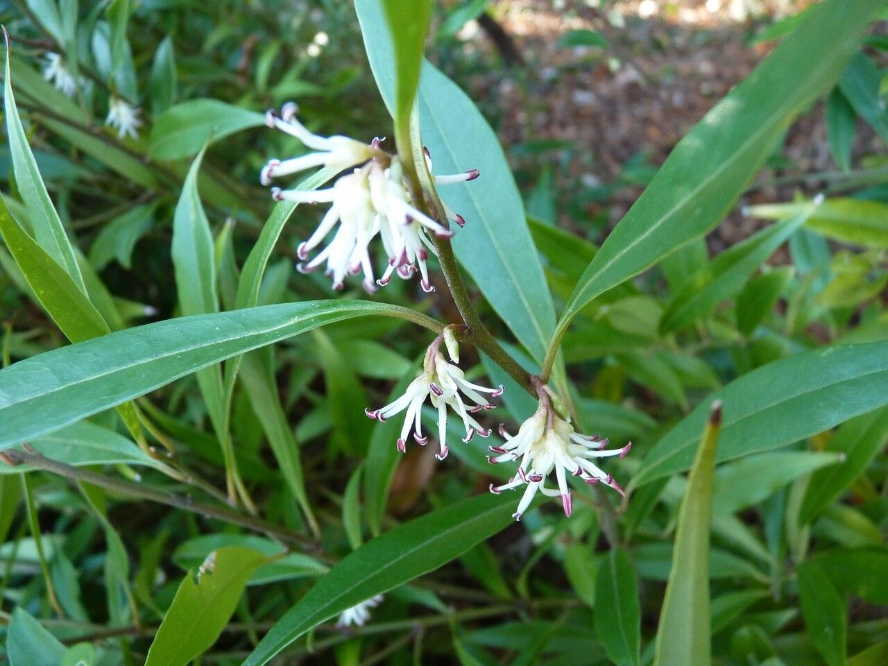 Sarcococca longifolia flower