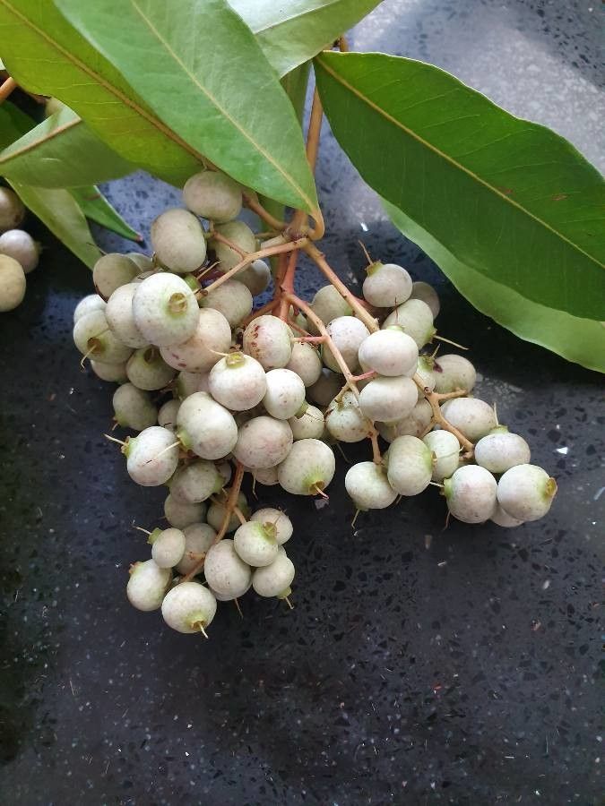 Syzygium wilsonii fruit
