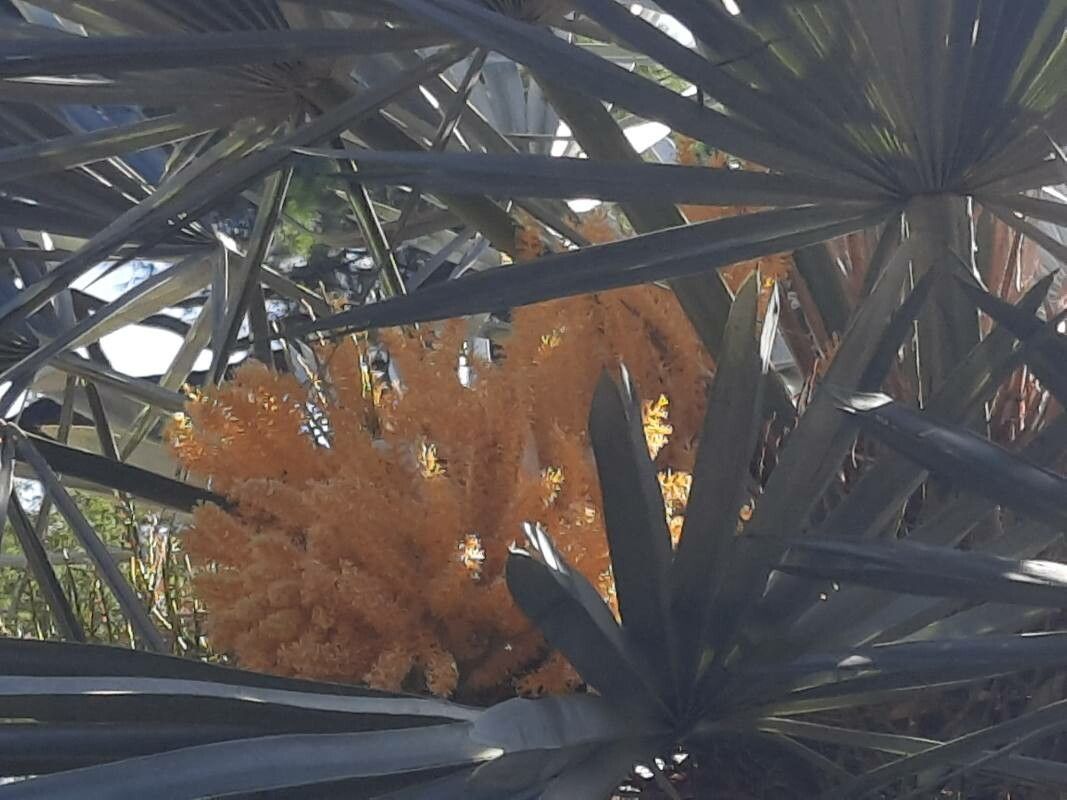 Trithrinax acanthocoma flower