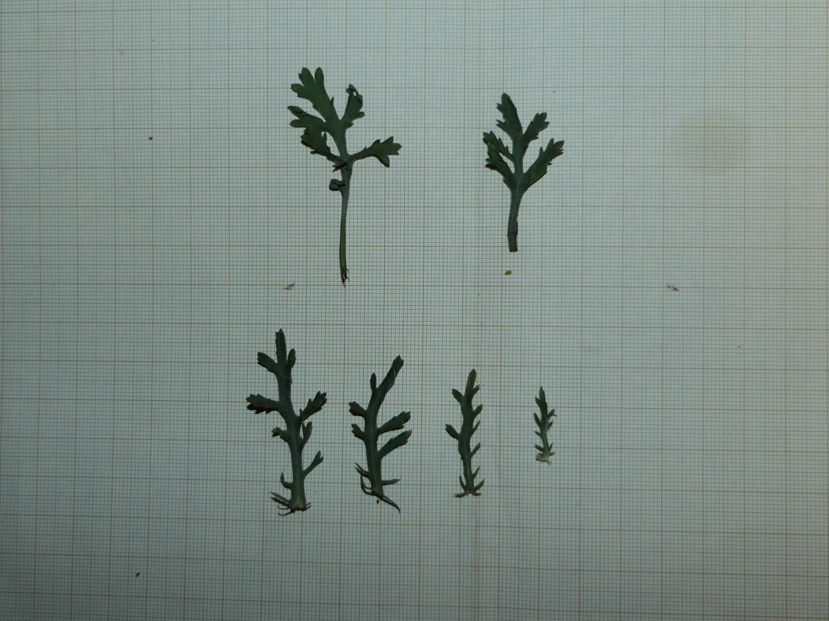 Leucanthemum pluriflorum leaf