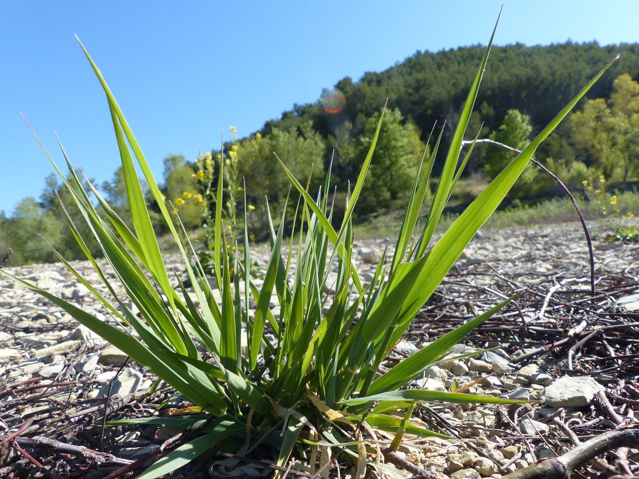 Carex olbiensis habit