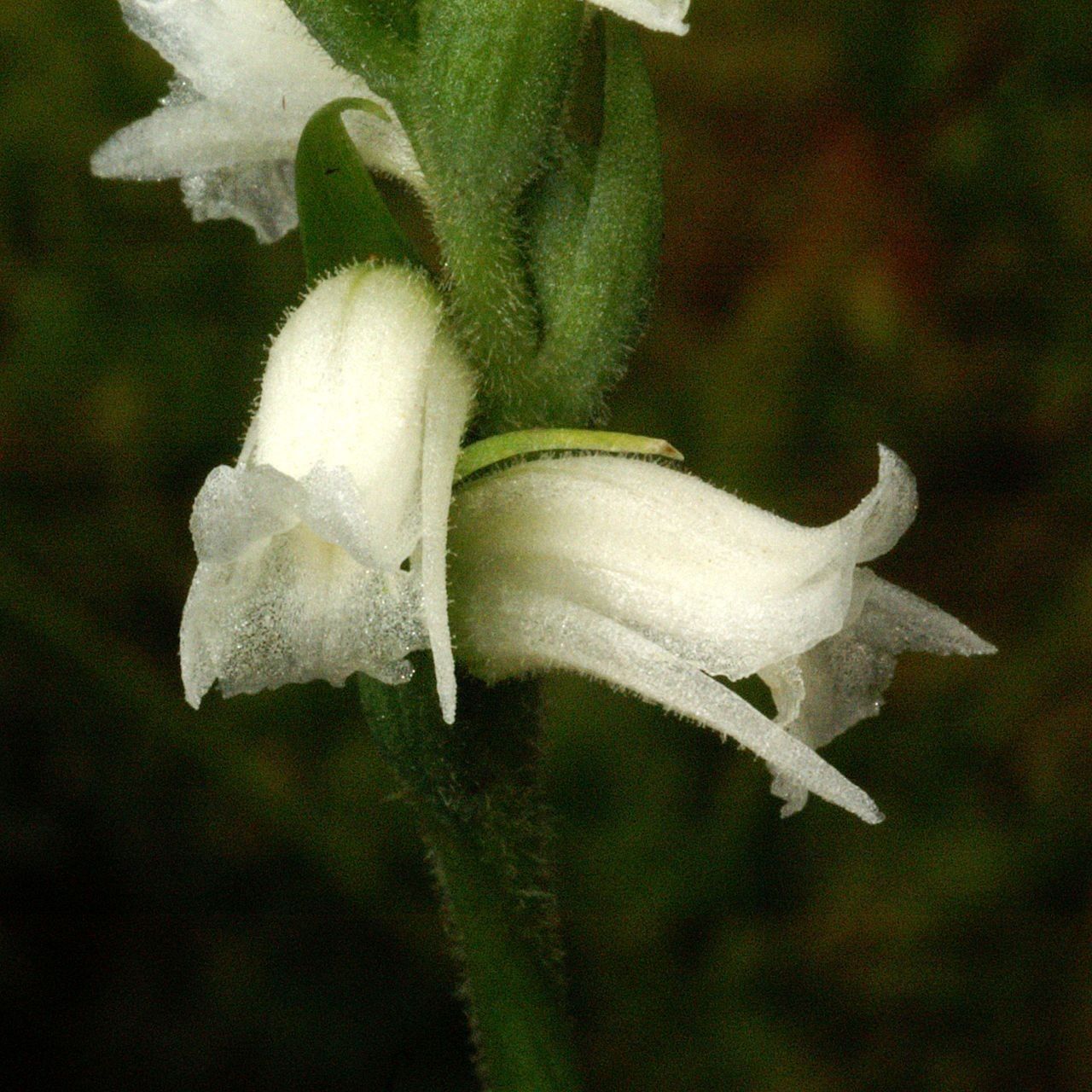 Spiranthes ochroleuca flower
