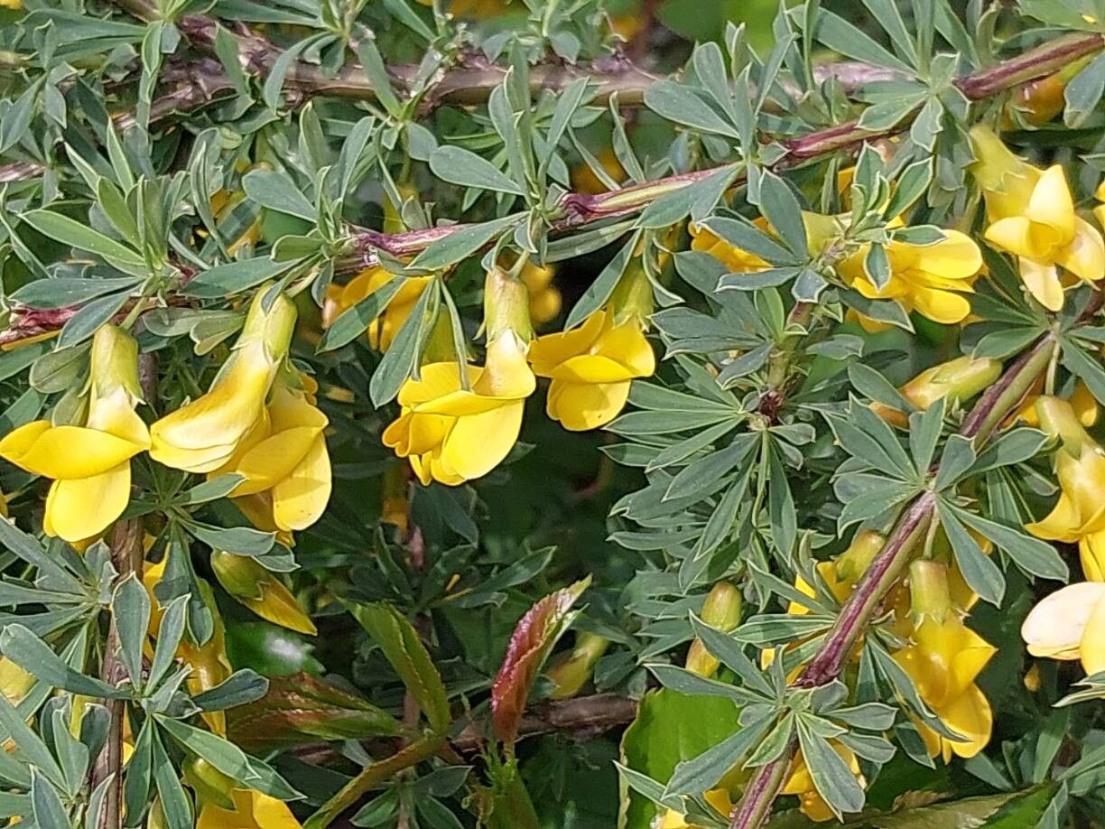 Caragana aurantiaca flower