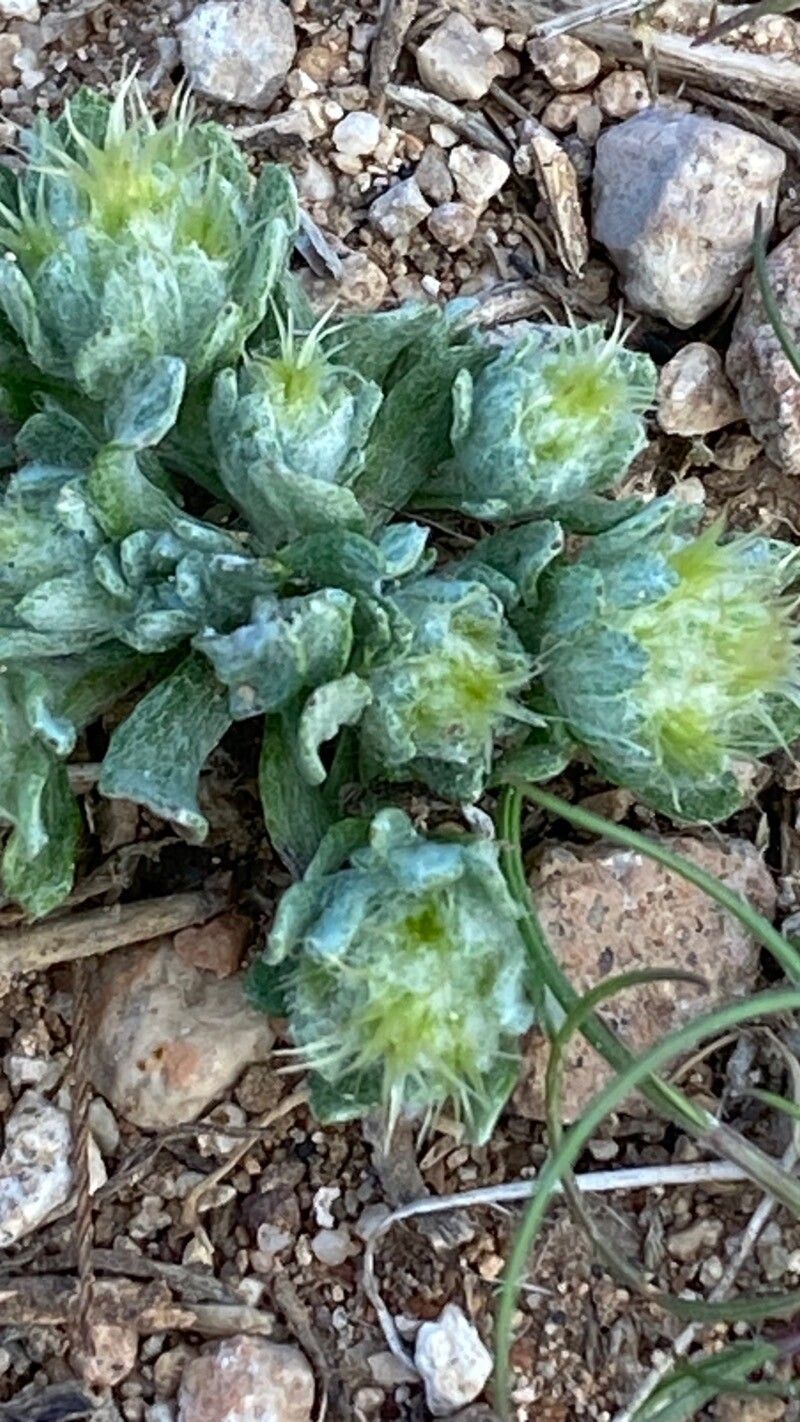 Filago congesta flower