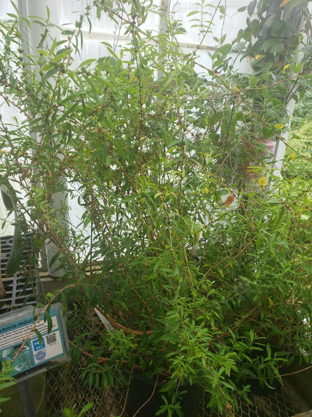 Heimia myrtifolia habit