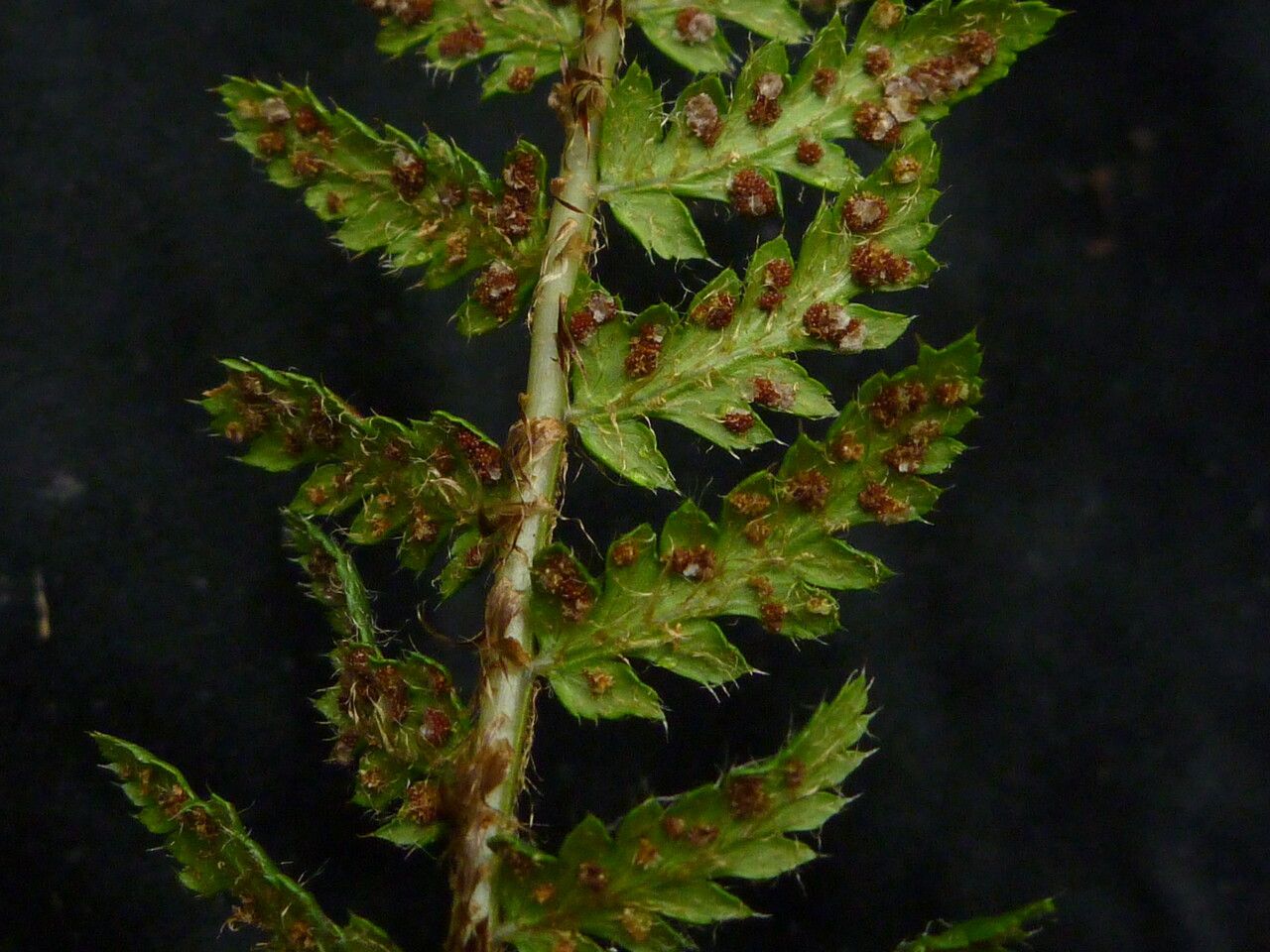 Polystichum prescottianum leaf