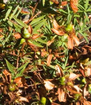 Hypericum lanceolatum fruit