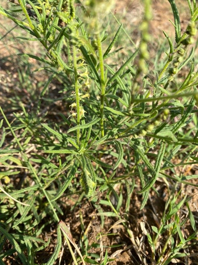 Heliotropium zeylanicum — search result for 'Heliotropium'