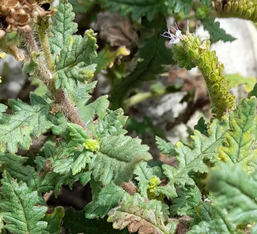 Phacelia artemisioides