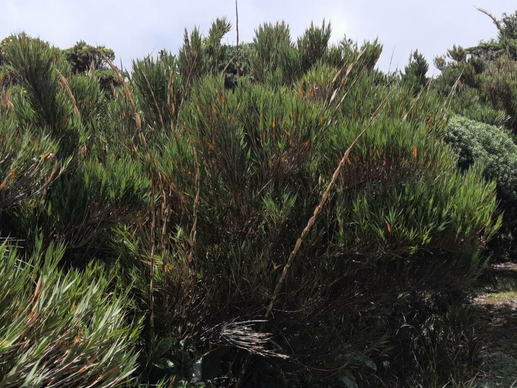 Chusquea subtessellata habit