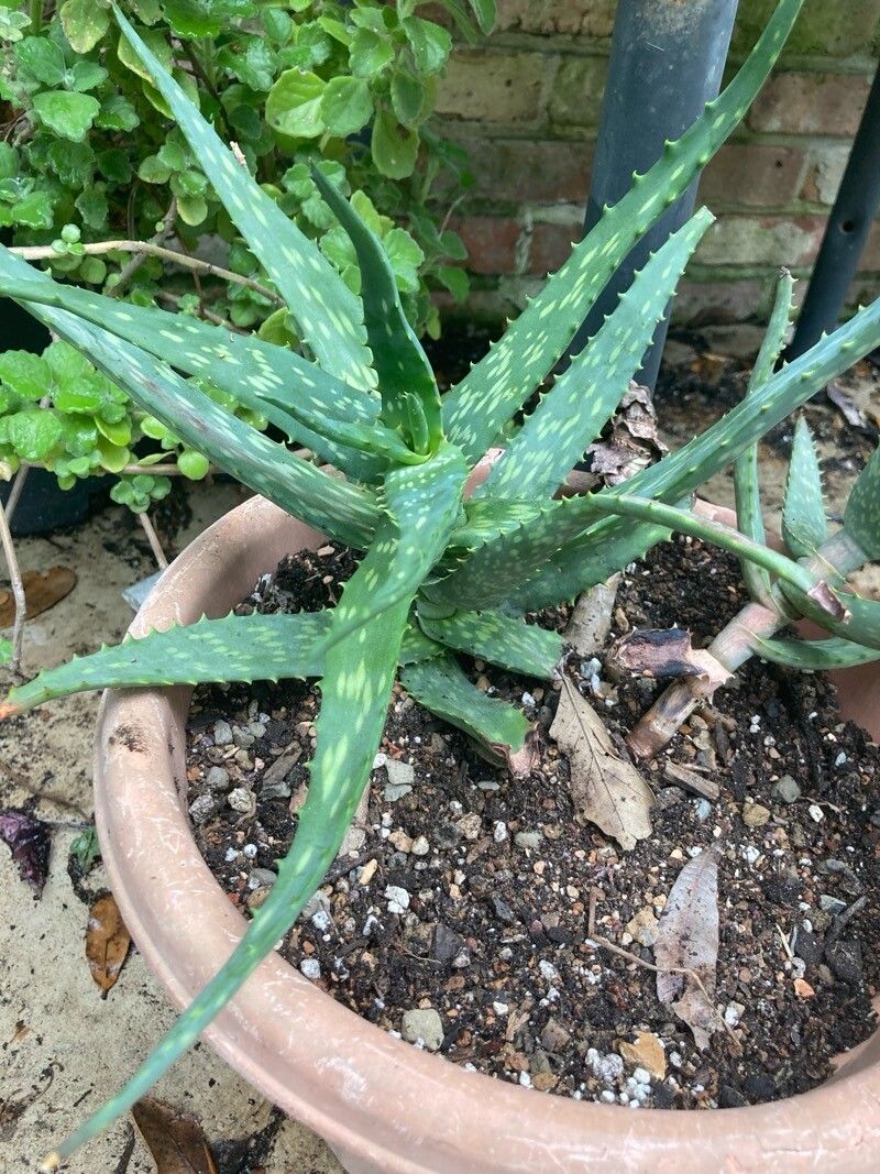 Aloe nyeriensis — houseplant care guide