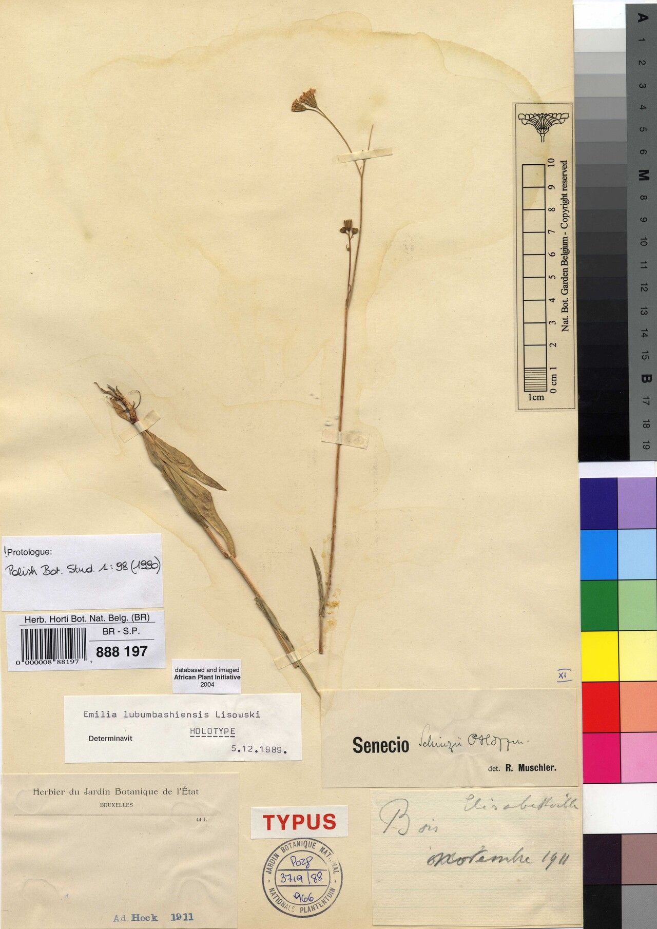 Emilia lubumbashiensis — search result for 'Emilia'