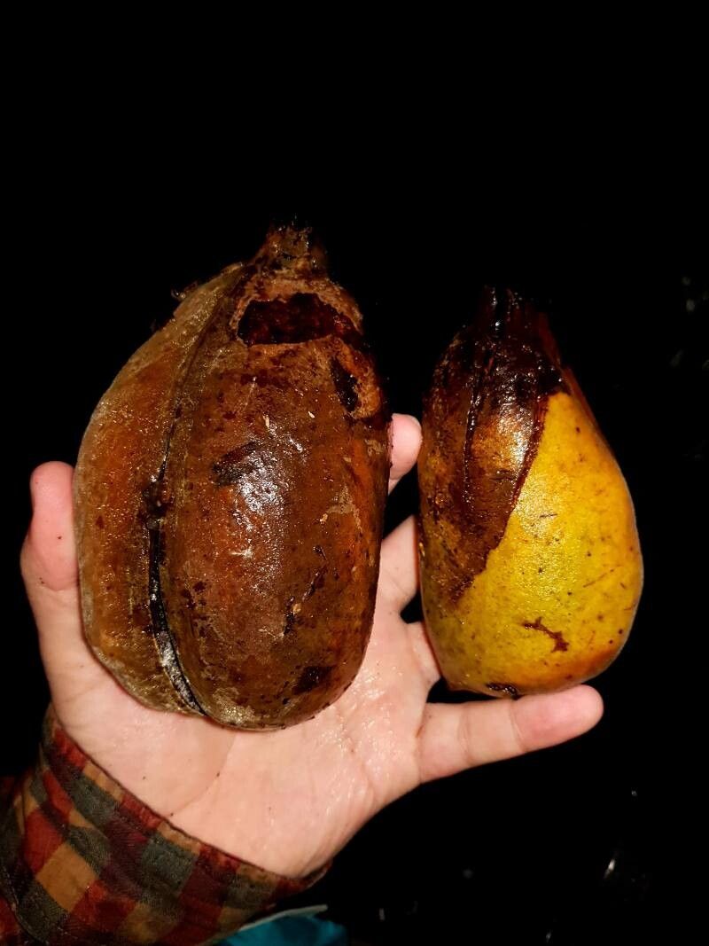 Sterculia allenii fruit