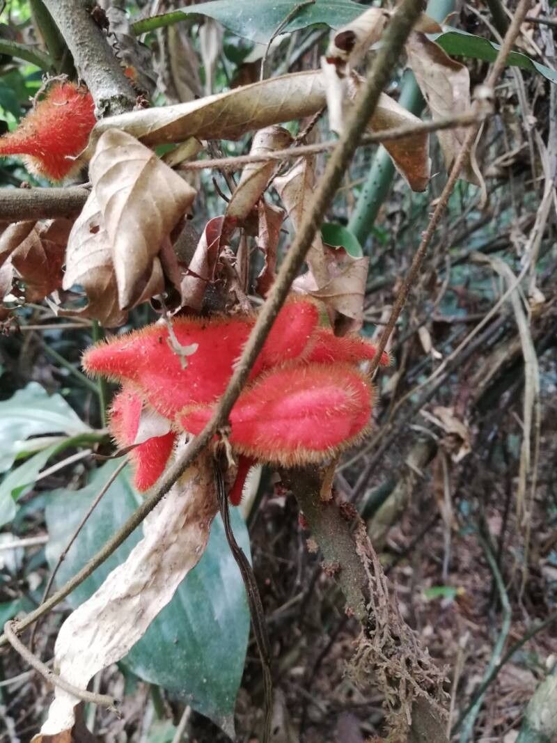 Cnestis corniculata fruit