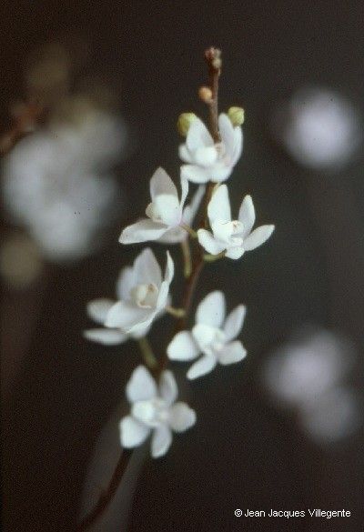 Sarcochilus rarus — houseplant care guide