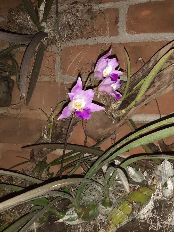 Laelia crawshayana flower