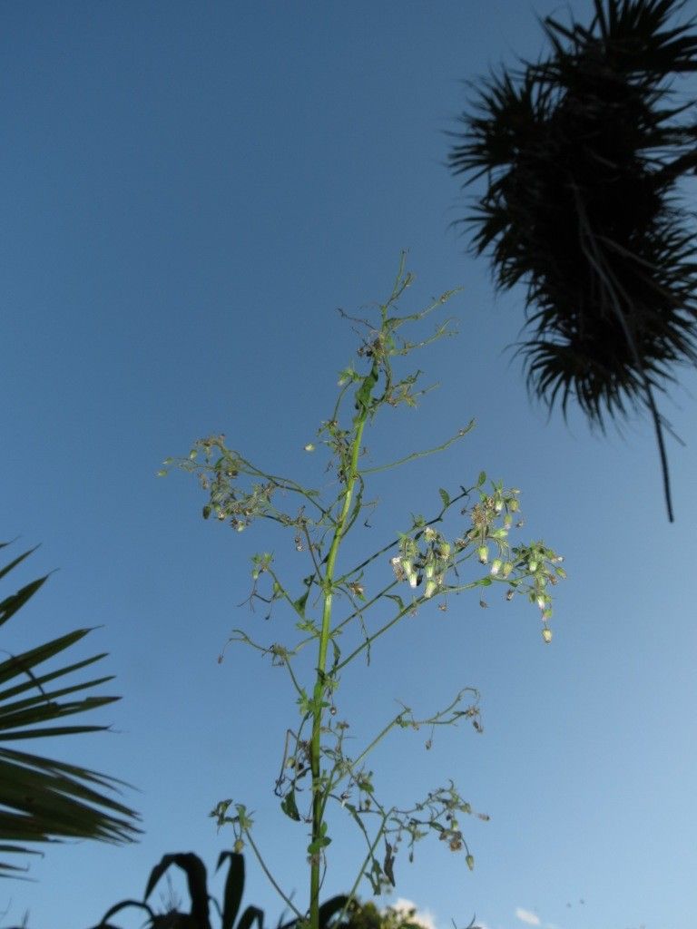 Blumea axillaris habit