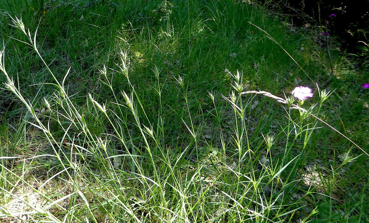 Dianthus furcatus habit