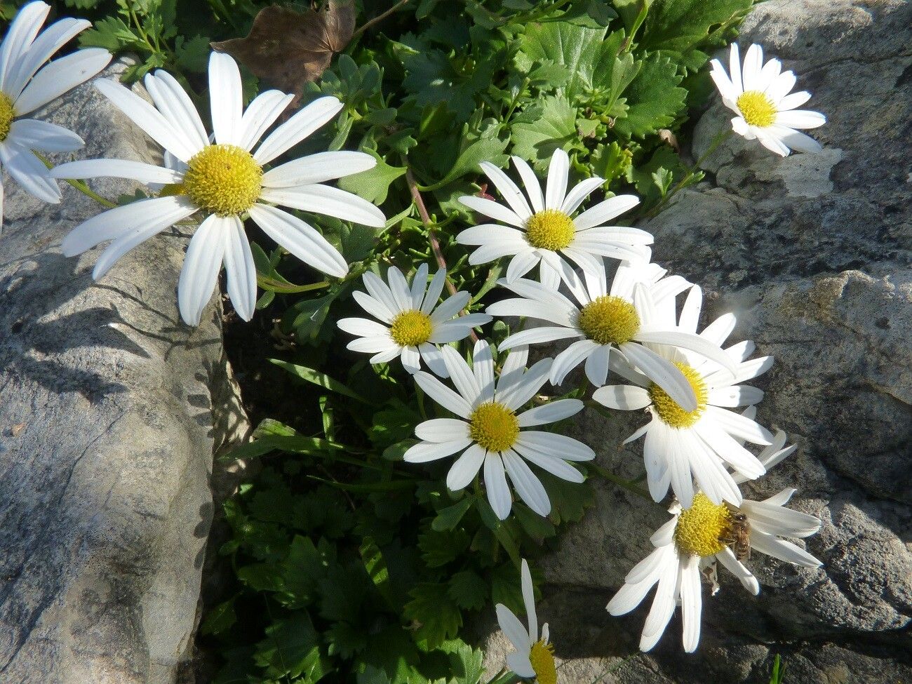 Chrysanthemum arcticum flower