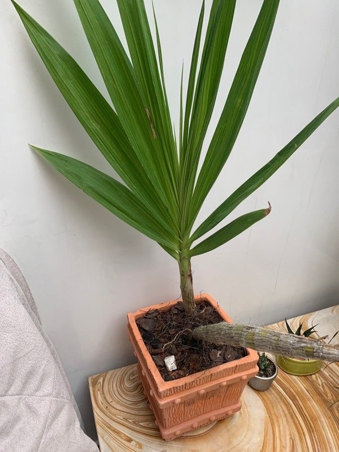 Cyrtopodium gigas leaf