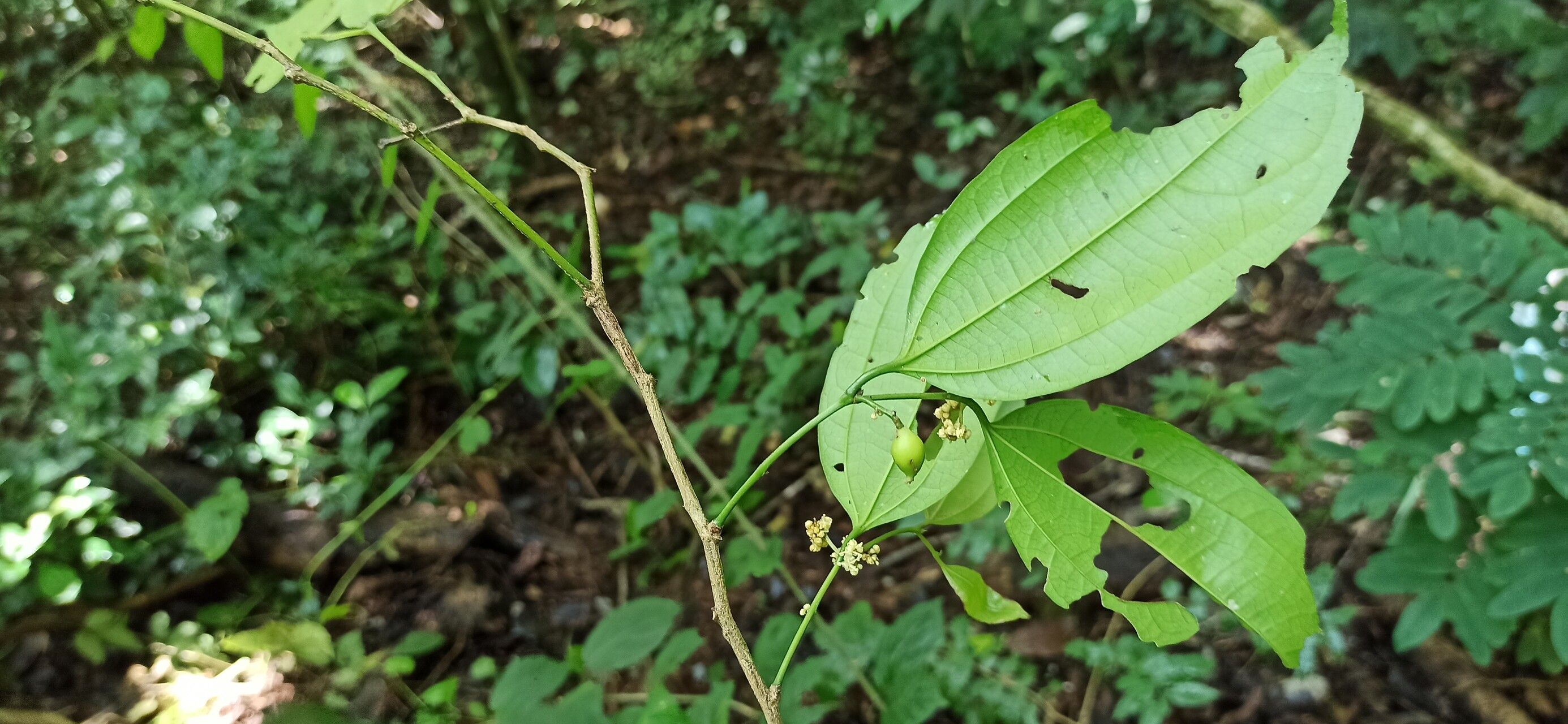 Celtis mauritiana other