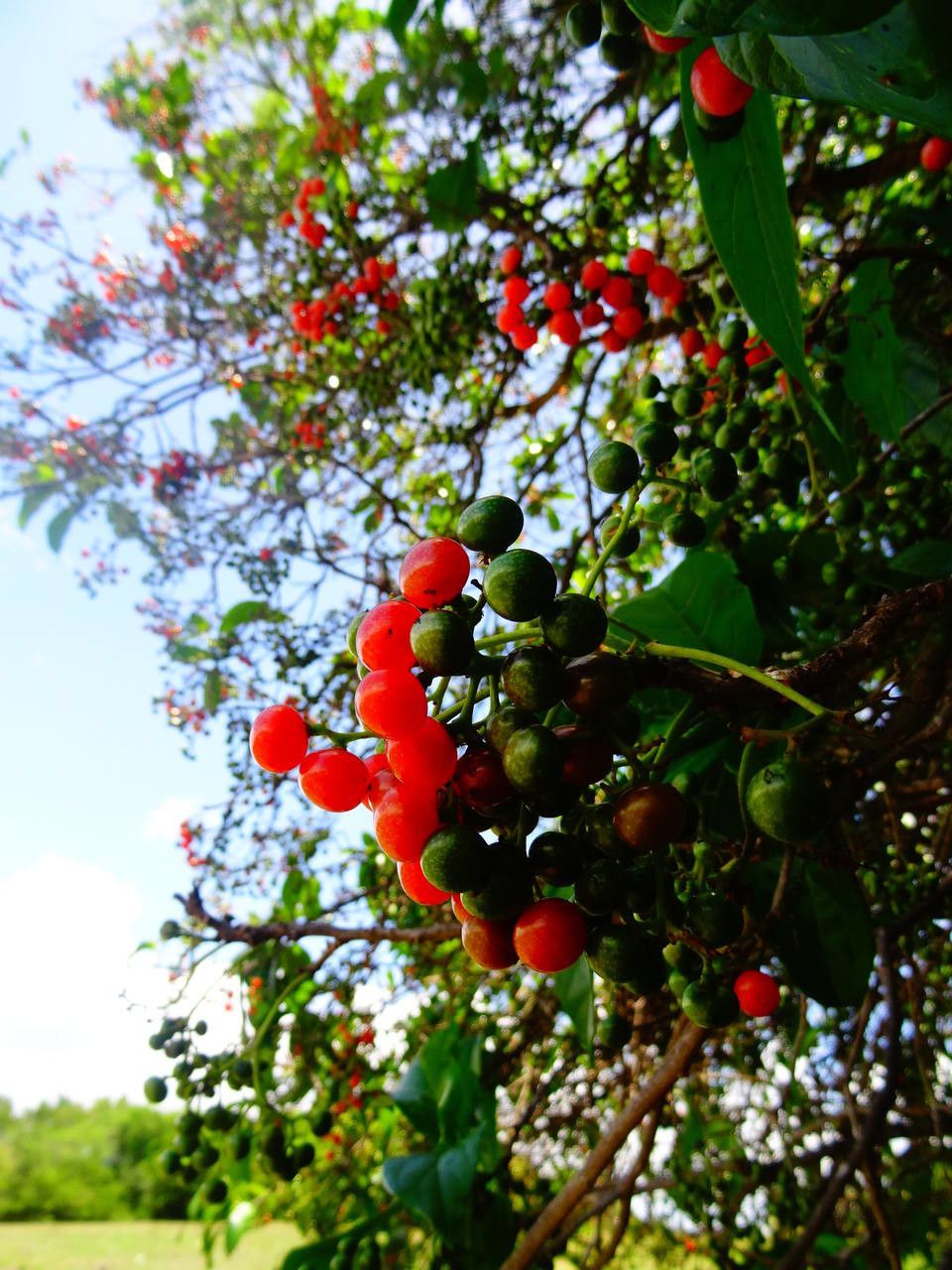 Cordia collococca flower