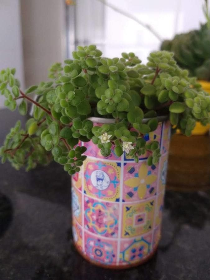Crassula expansa flower